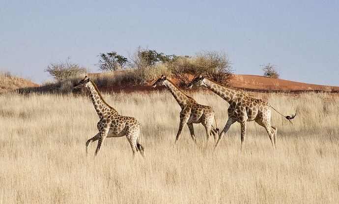 Re: 25 jours en Namibie en juillet 2021 - blueb