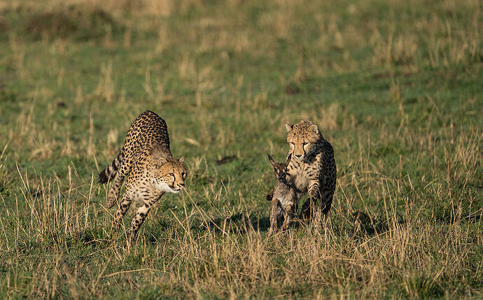 Re: Parenthèse enchantée au Masaï Mara chez Melting Pot Safaris - Mattsupertramp