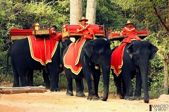 Bonjour Lauralie - IzA-Cambodia