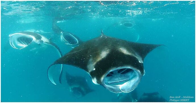 Maldives - Juin - Baa Atoll - Philomaldives Guide Safaris