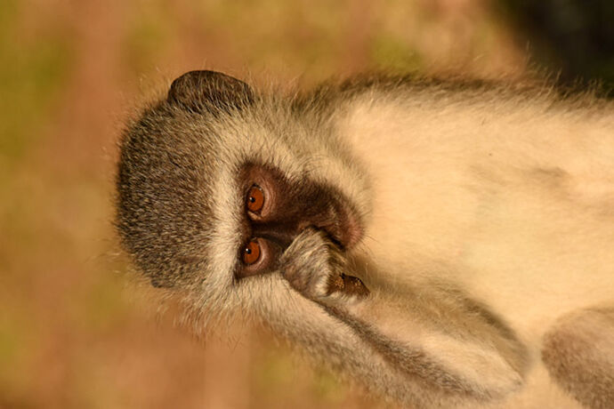 Re: Au paradis ! Compte rendu d'un voyage de 2 petites semaines en Afrique du Sud - L-argonnais Re: Au paradis ! Compte rendu d'un voyage de 2 petites semaines en Afrique du Sud - L-argonnais