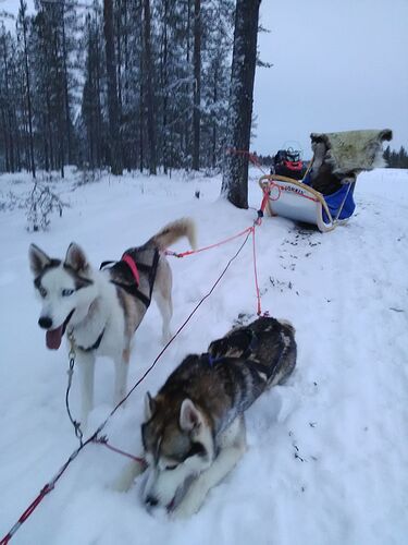 Laponie finlandaise avec Osmoz Voyage pour la seconde fois !!! - Marlene424