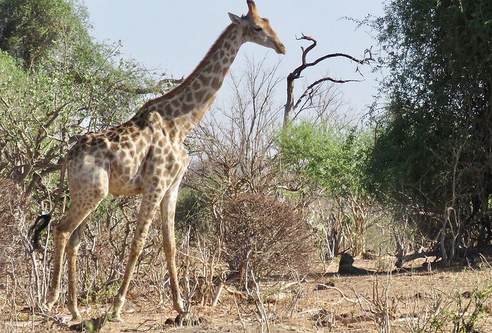 Re: NAMBOTSVIC Namibie- Botswana- Victoria Falls, 3 semaines magiques - PATOUTAILLE