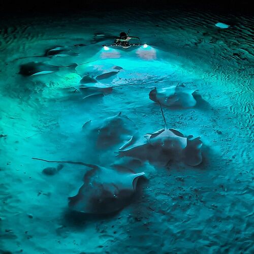 Fulidhoo Lagoon - Night Snorkeling - Phil Ô Maldives Guide Safaris