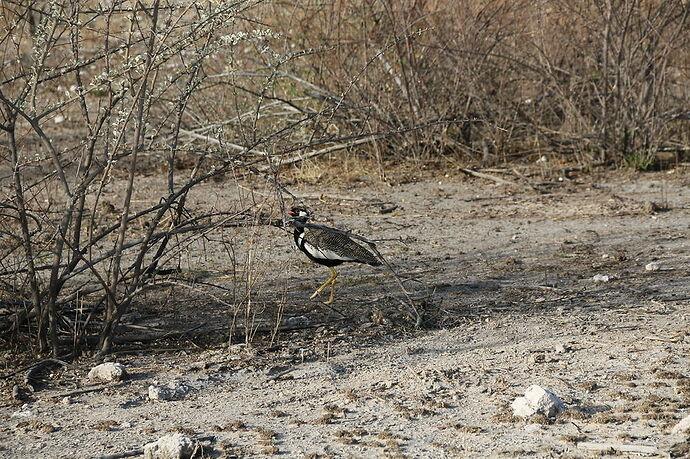 Re: La Namibie en mode tortue - Cathyves