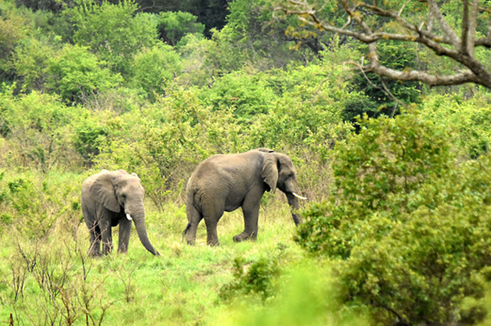 Re: Au paradis ! Compte rendu d'un voyage de 2 petites semaines en Afrique du Sud - L-argonnais Re: Au paradis ! Compte rendu d'un voyage de 2 petites semaines en Afrique du Sud - L-argonnais