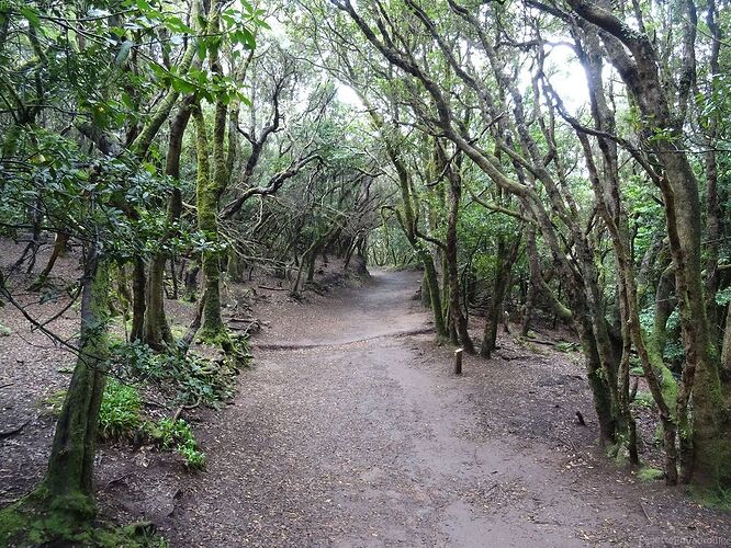 Tenerife: 1 semaine au pied du Teide - PepetteEnVadrouille