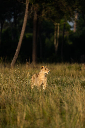 Re: Parenthèse enchantée au Masaï Mara chez Melting Pot Safaris - Mattsupertramp