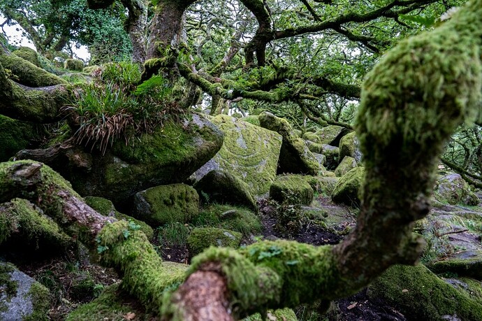 les Cornouailles et Dartmoor national park - rosie31