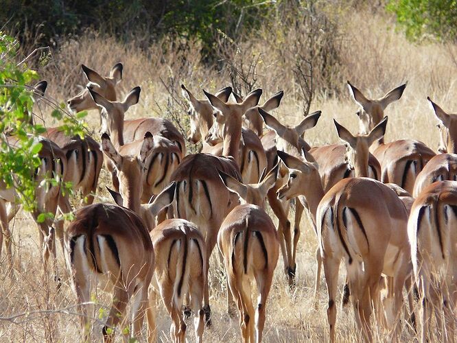 Re: Retour d''expérience : trek au mont Kenya et Réserve Samburu - veroct