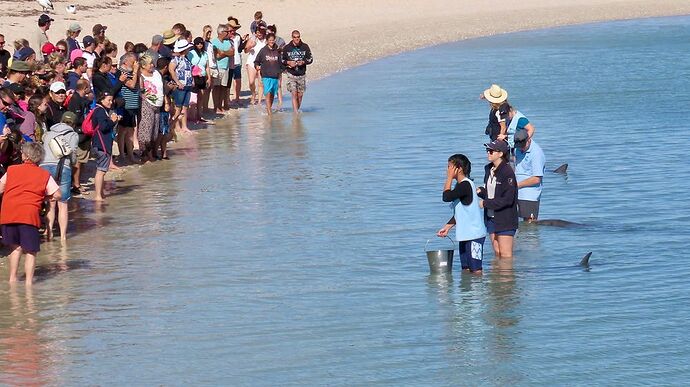 Re: Australie 2017, Côte Ouest de Broome à Perth - PATOUTAILLE