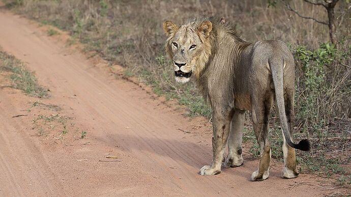 Re: A Sélous & Ruaha, pour le plaisir . - puma