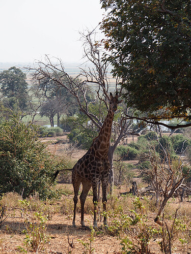 Retour de 3 semaines Chutes Victoria-Botswana-Namibie - drcarter