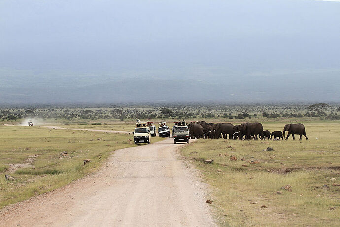 la hantise dans un safari !!!! - plantcha