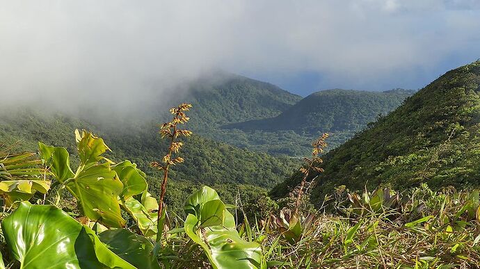 Retour 2 semaines en Guadeloupe - michele87