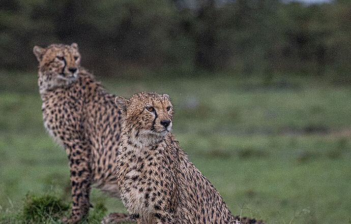 Re: Parenthèse enchantée au Masaï Mara chez Melting Pot Safaris - Mattsupertramp