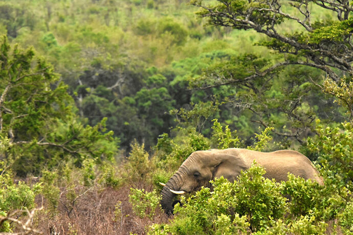 Re: Au paradis ! Compte rendu d'un voyage de 2 petites semaines en Afrique du Sud - L-argonnais Re: Au paradis ! Compte rendu d'un voyage de 2 petites semaines en Afrique du Sud - L-argonnais