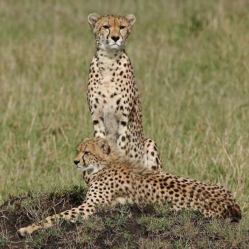 Re: Un peu de douceur dans un monde de brutes .... - puma