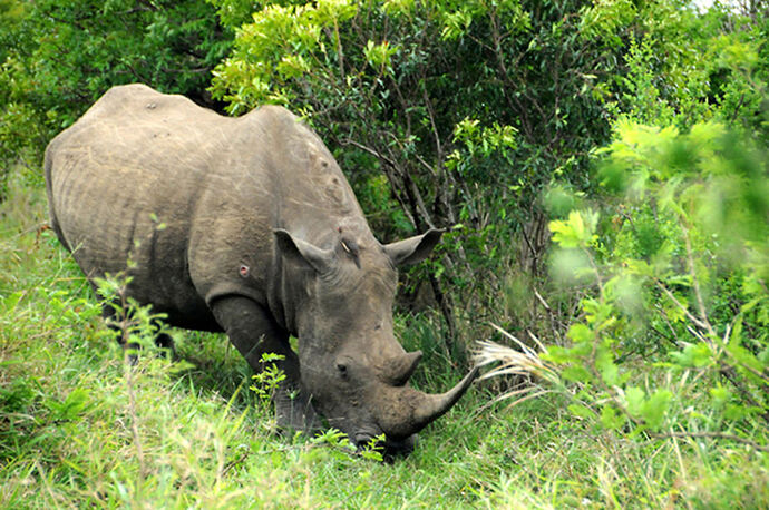 Re: Au paradis ! Compte rendu d'un voyage de 2 petites semaines en Afrique du Sud - L-argonnais Re: Au paradis ! Compte rendu d'un voyage de 2 petites semaines en Afrique du Sud - L-argonnais