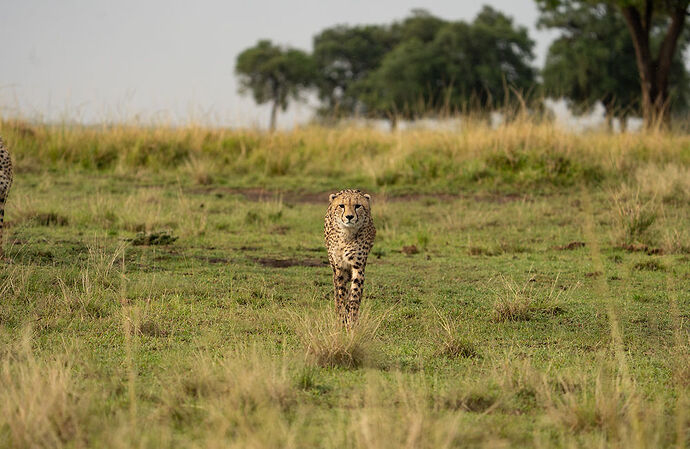 Re: Parenthèse enchantée au Masaï Mara chez Melting Pot Safaris - Mattsupertramp