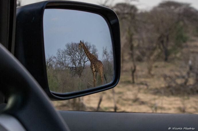 Retour de notre voyage en Afrique du Sud, 16 jours en septembre 2016. - Nicole33