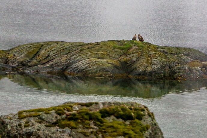 Gullesfjorden avec un couple d'aigles.