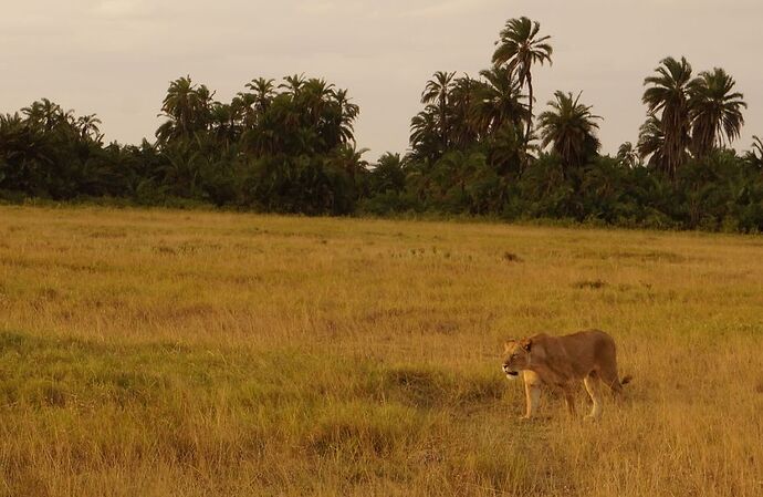 Safari au Kenya - Magali-Koenig2