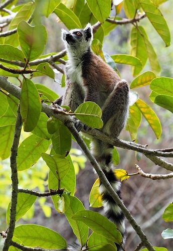 4 semai,es en 4x4 à Madagascar - PIHIEN