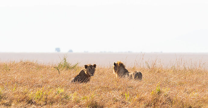 Re: Kenya juillet 2021 un nouveau safari de Samburu au Massai Mara en passant par Meru et Aberdare NP - Karen56