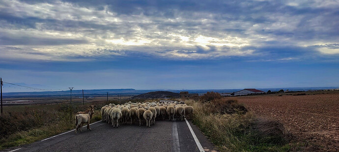 Petits moutons et chèvres, sur la route du retour.
