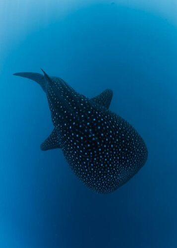 Maldives Snorkeling - Juin - Juillet/Août  Baa Atoll - Mantas saison - Philomaldives Guide Safaris