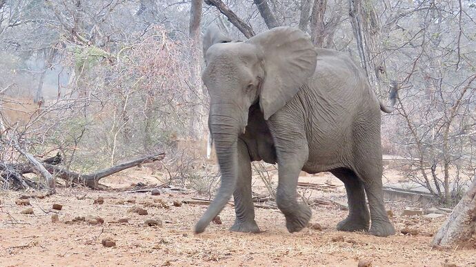 Re: NAMBOTSVIC Namibie- Botswana- Victoria Falls, 3 semaines magiques - PATOUTAILLE