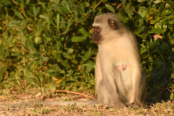 Re: Au paradis ! Compte rendu d'un voyage de 2 petites semaines en Afrique du Sud - L-argonnais Re: Au paradis ! Compte rendu d'un voyage de 2 petites semaines en Afrique du Sud - L-argonnais