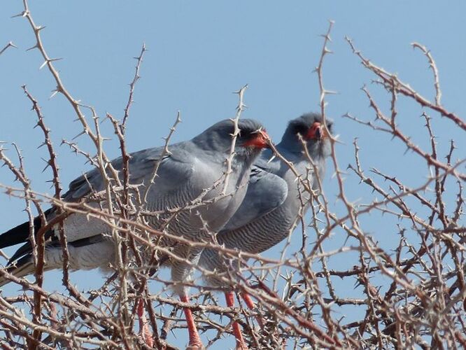 Re: 3 fabuleuses semaines Namibiennes- juillet 2021 - Patbillvoyage