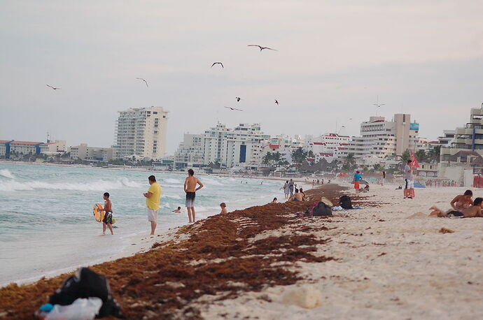 plage Cancun algues - alexof92