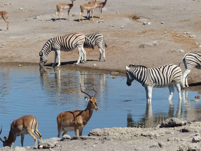 Re: 3 fabuleuses semaines Namibiennes- juillet 2021 - Patbillvoyage