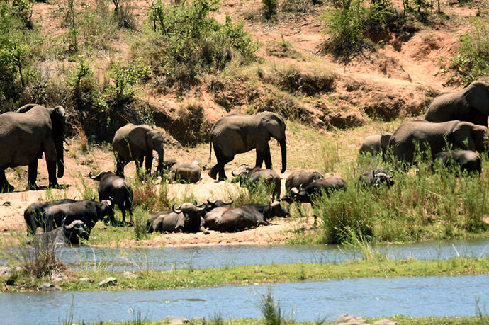 Re: Au paradis ! Compte rendu d'un voyage de 2 petites semaines en Afrique du Sud - L-argonnais Re: Au paradis ! Compte rendu d'un voyage de 2 petites semaines en Afrique du Sud - L-argonnais