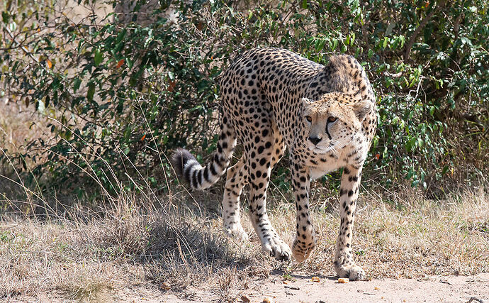 Re: Kenya juillet 2021 un nouveau safari de Samburu au Massai Mara en passant par Meru et Aberdare NP - Karen56