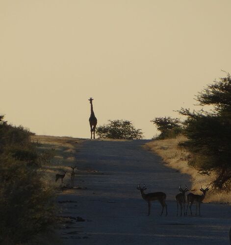 La Namibie en mode lièvre  - sevlh