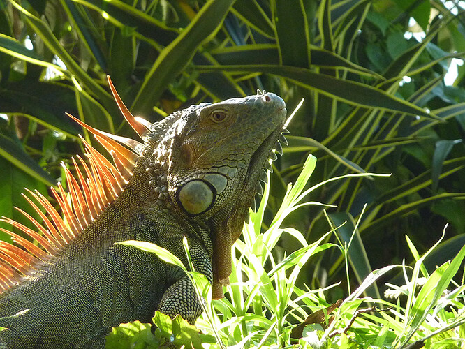 De retour de 15 jours au Costa Rica - delorg