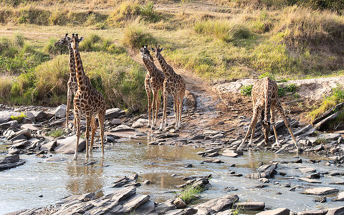 Re: Kenya juillet 2021 un nouveau safari de Samburu au Massai Mara en passant par Meru et Aberdare NP - Karen56