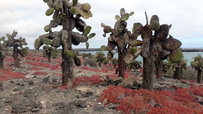 Re: Voyage Iles Galapagos - LéonEquateur