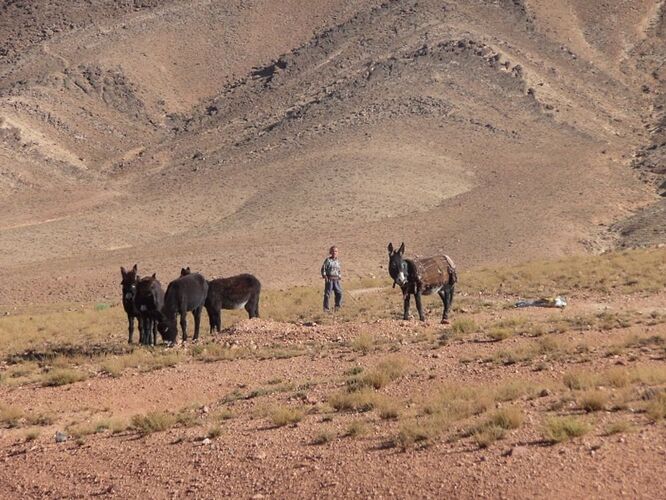 Re: Montagnes, oasis, kasbahs du Maroc  - trostang