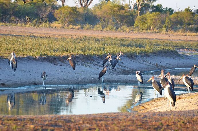 Delta de l'Okavango, Pom Pom épisode 6 - fabienne65