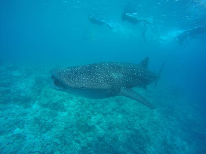 Re:  Observation mantas... en snorkeling... aux Maldives - Marie Noëlle 87