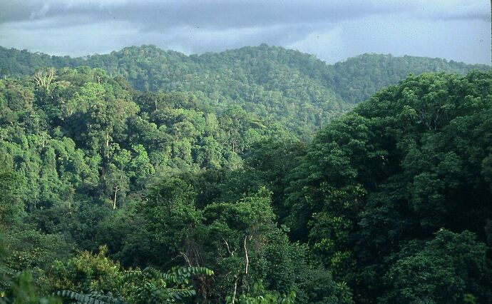 Re: Au cœur de l'océan vert en Guyane - yensabai