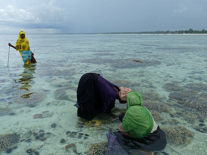 Re: Faire du snorkeling à Zanzibar Mnemba Island - Christo06