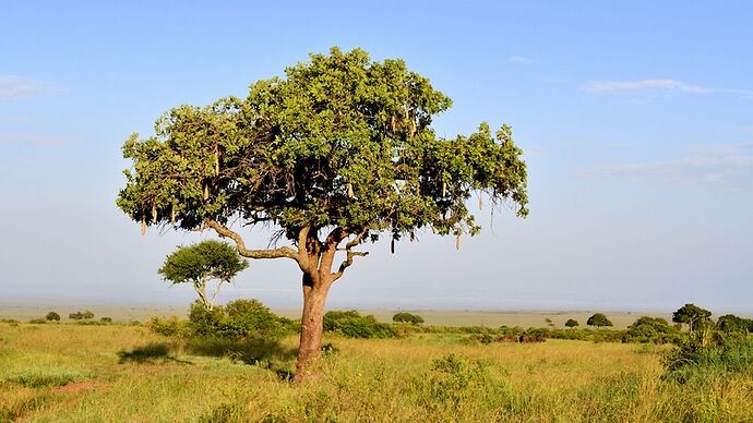 Re: Au coeur du Kenya ; le Kenya dans le coeur - Jmarc71