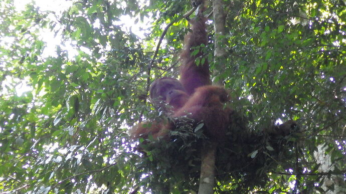 retour trekking Bukit Lawang - chgut