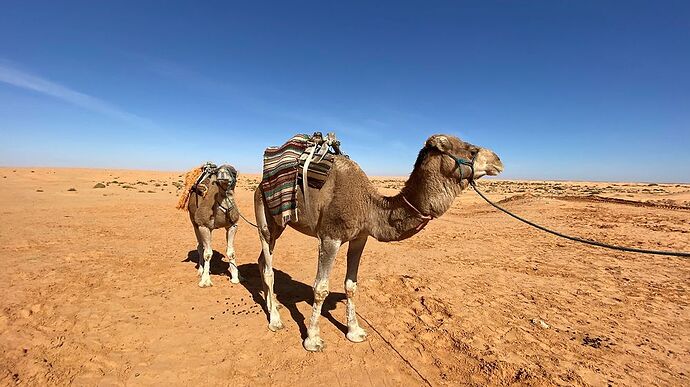 Re: Recommandation d'un guide pour Djerba - Amaumau